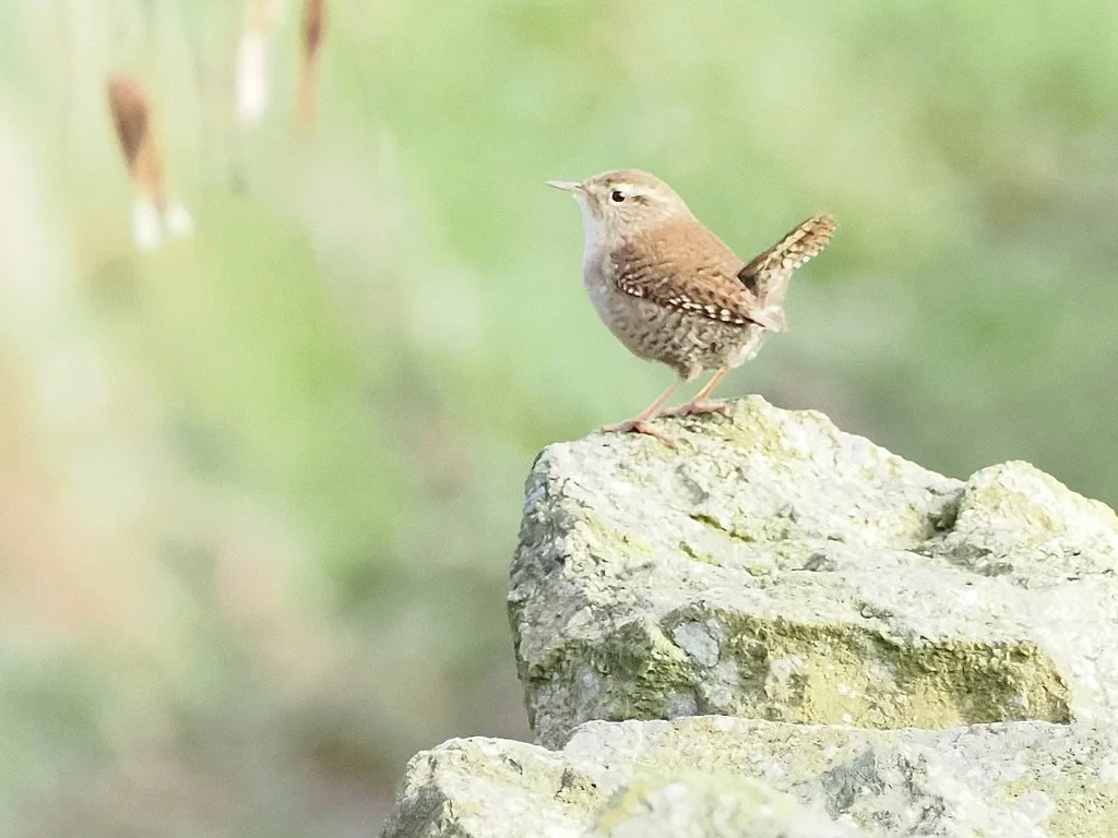 Wren - lots of them signing at the moment