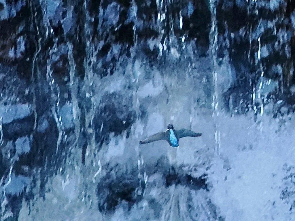 Kingfisher flying up the waterfall