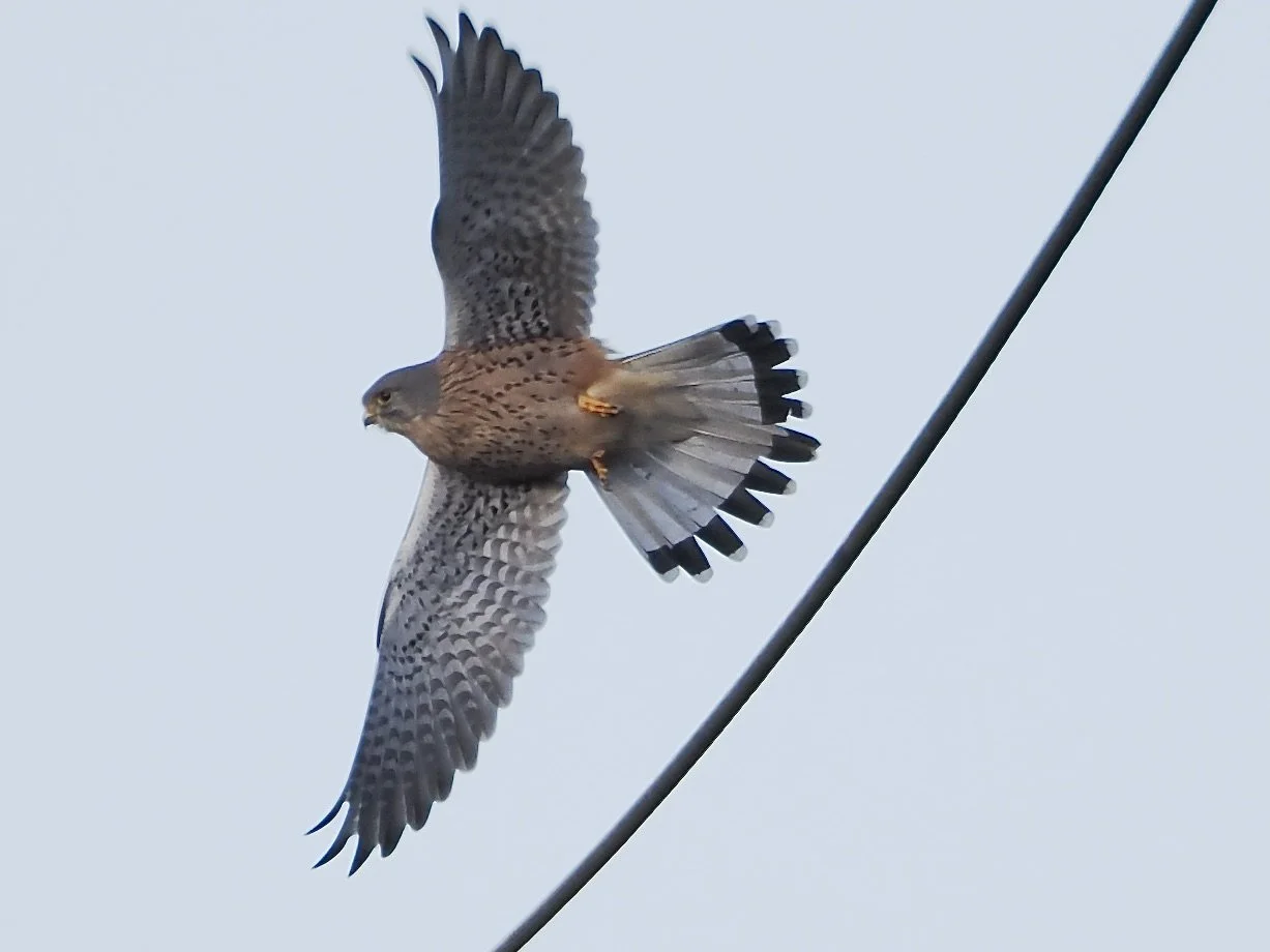 kestrel flying off wire.jpeg