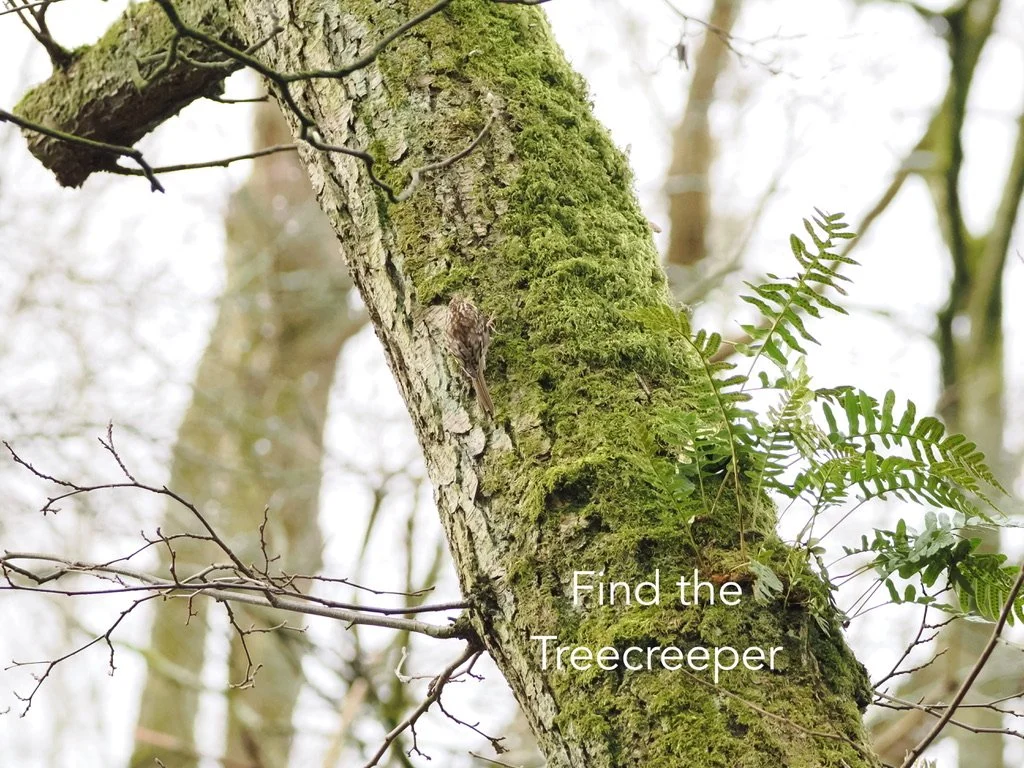 Find the Treecreeper -so well camouflaged!