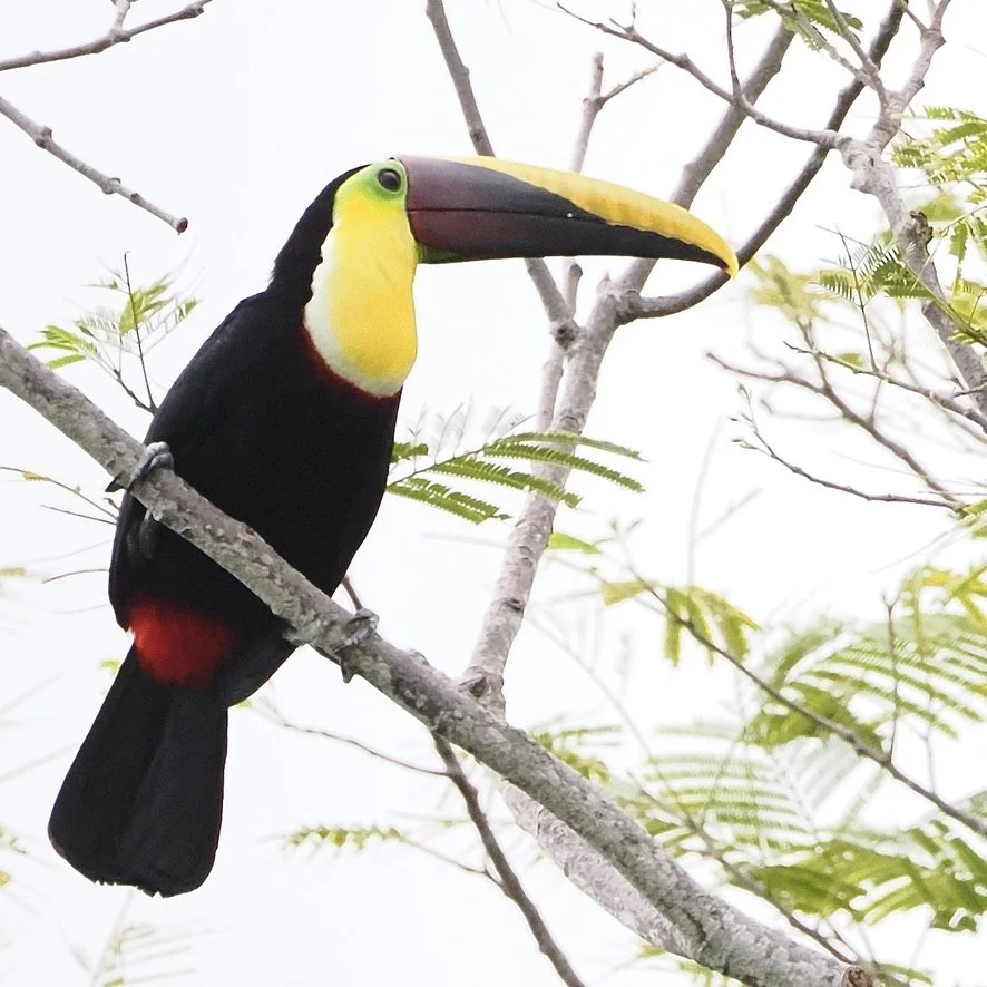 Yellow throated Toucan, shortly before being chased away by a tiny little angry thing