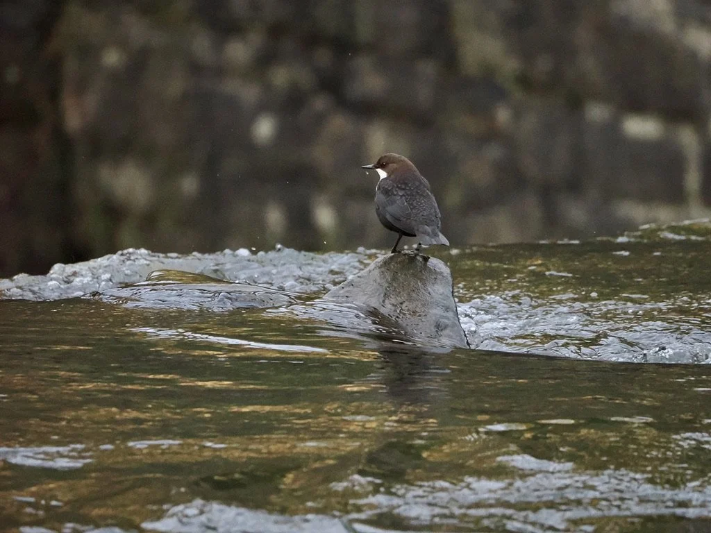 Dipper above the waterfall