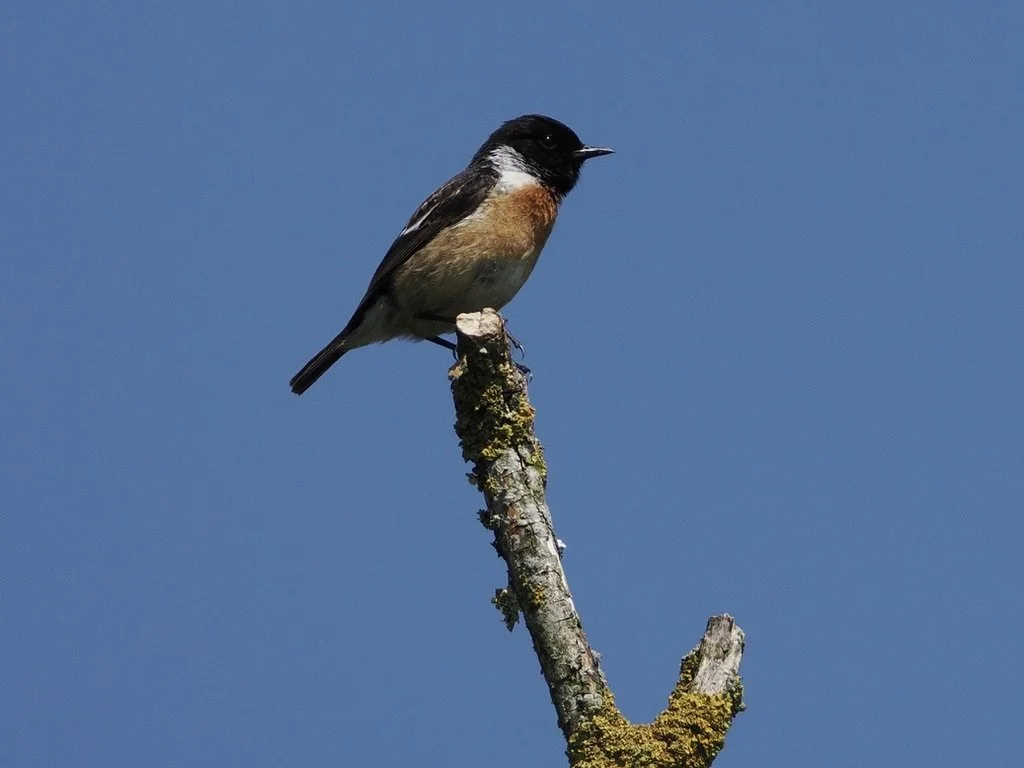 Stonechat