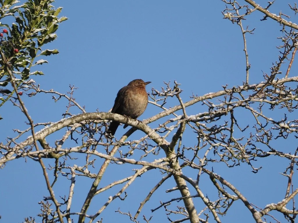 Female Blackbird 
