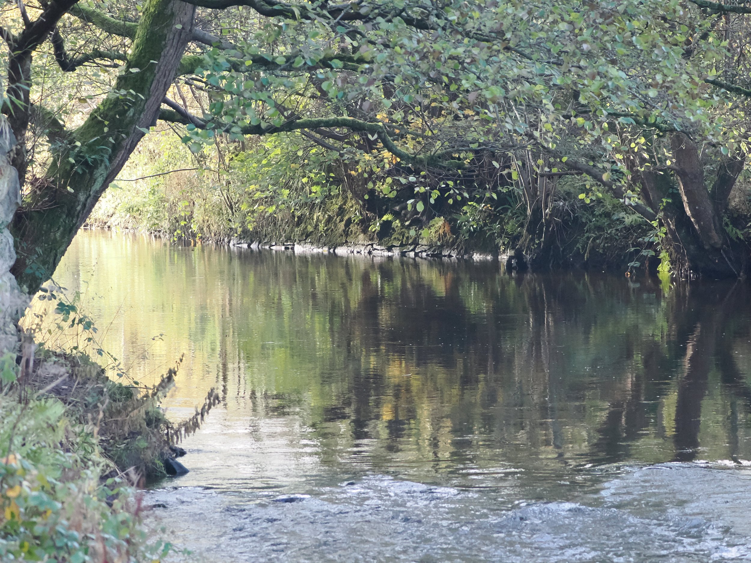 calm river cradled by trees.jpeg