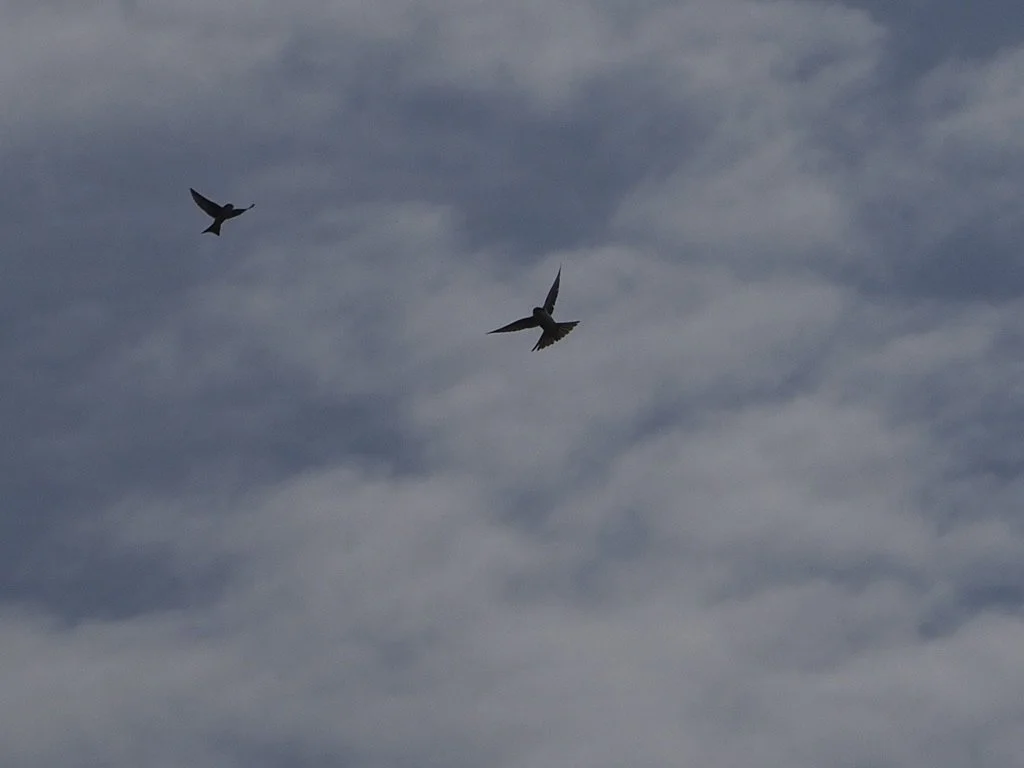 7CF898FF-26DB-4737-B2FC-B15C78AB8201_1_105_c.jpeg