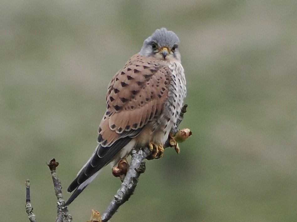 Gorgeous male Kestrel perched up a tree, looking for voles below