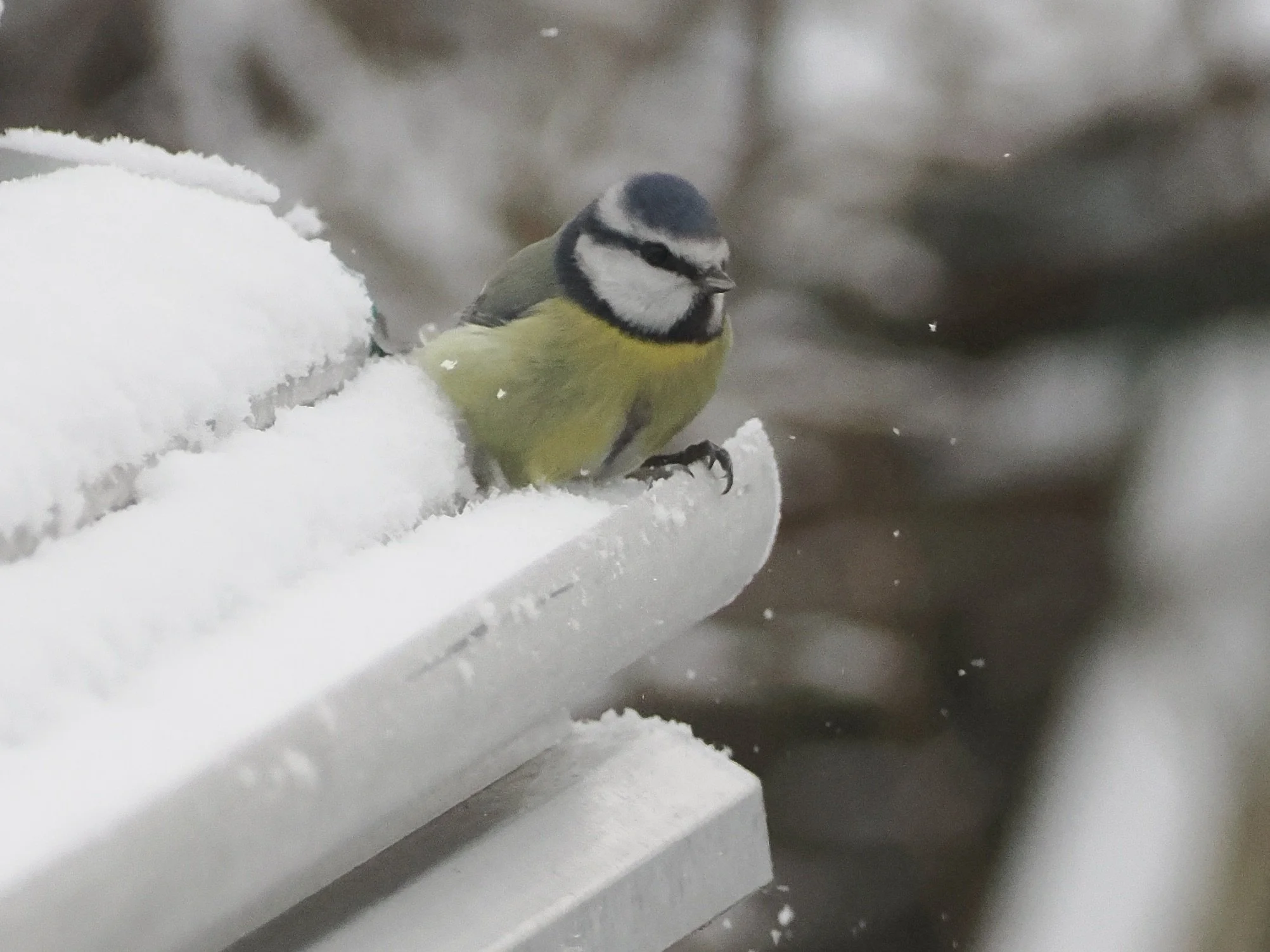Blue tit on the Greenhouse in the snow