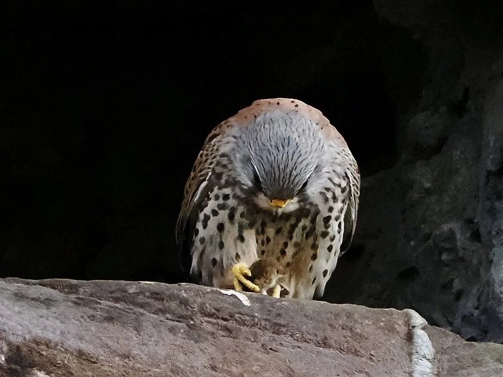 6D209072-E0FF-4318-8FF9-41517AADD564_1_105_c.jpeg