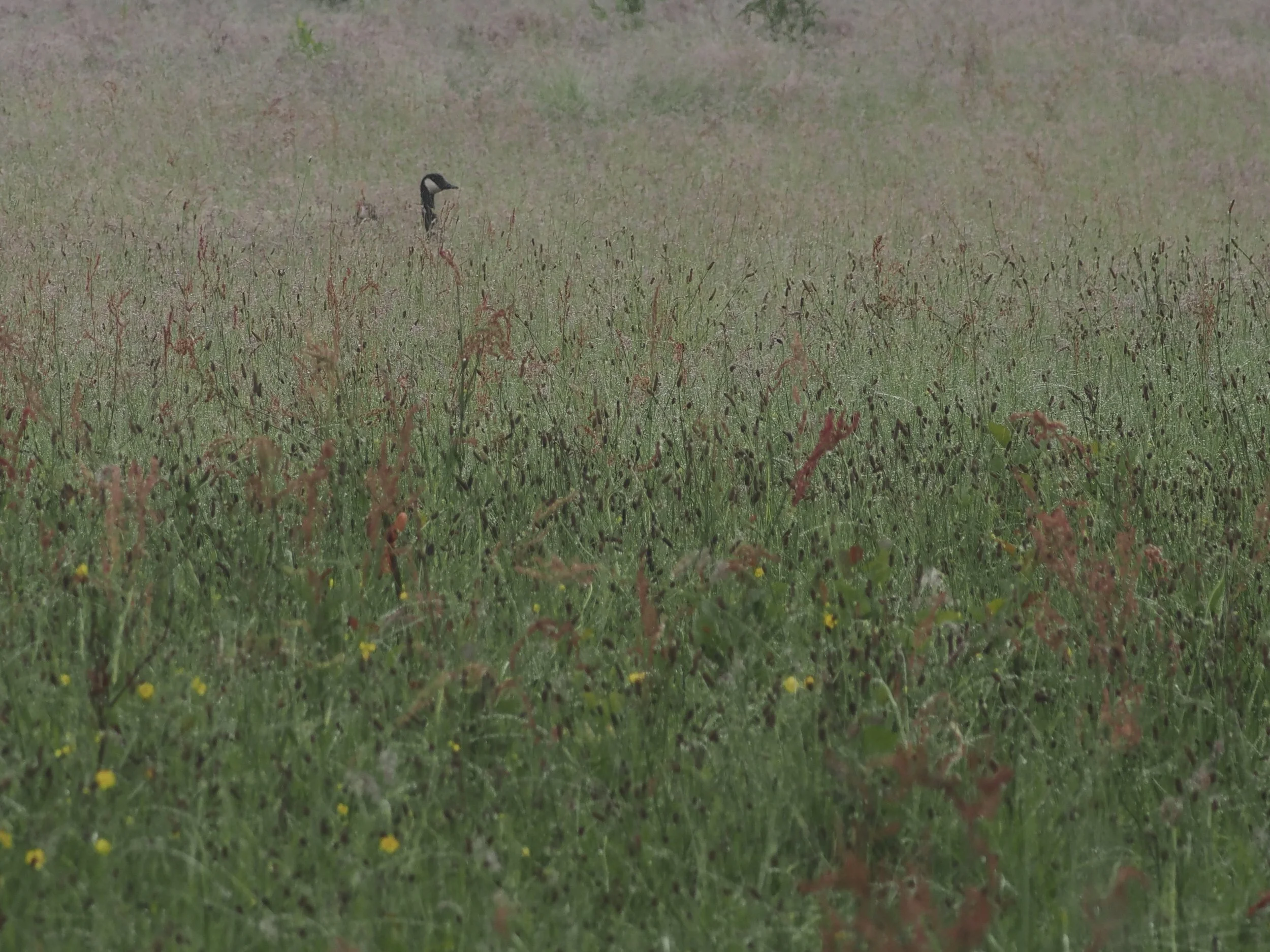 goose head in field.jpeg