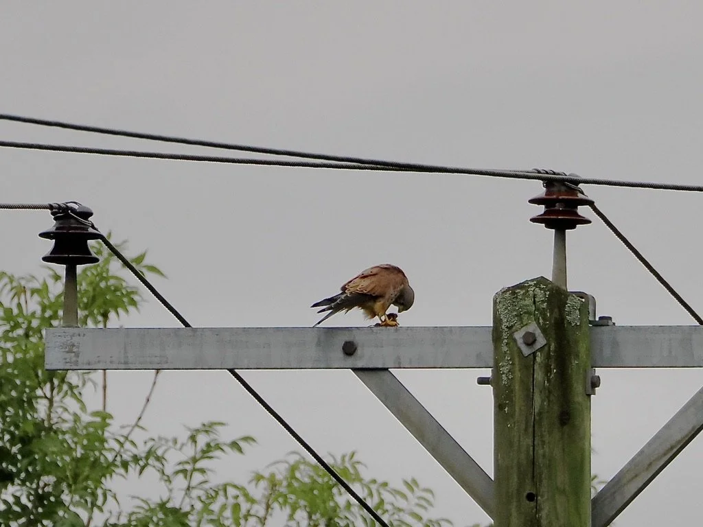 Kestrel feeding post, Pylon in Goytside Meadow