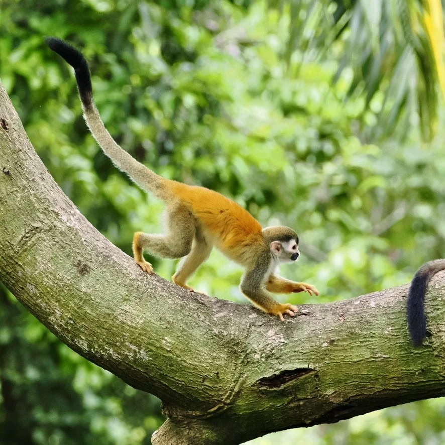I love the movement and intent of this little squirrel monkey, in Manuel Antonio