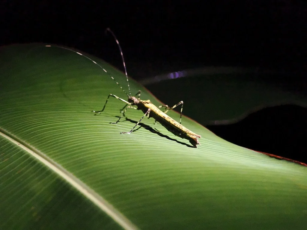 A little critter on a night walk