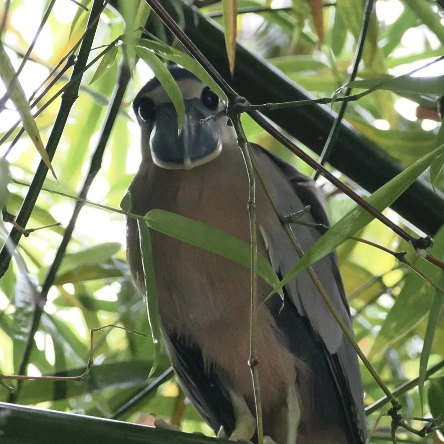 Now this weird thing, is a Boat-billed Heron.  It was glowering down at us as we passed by on a slow raft on a river.  