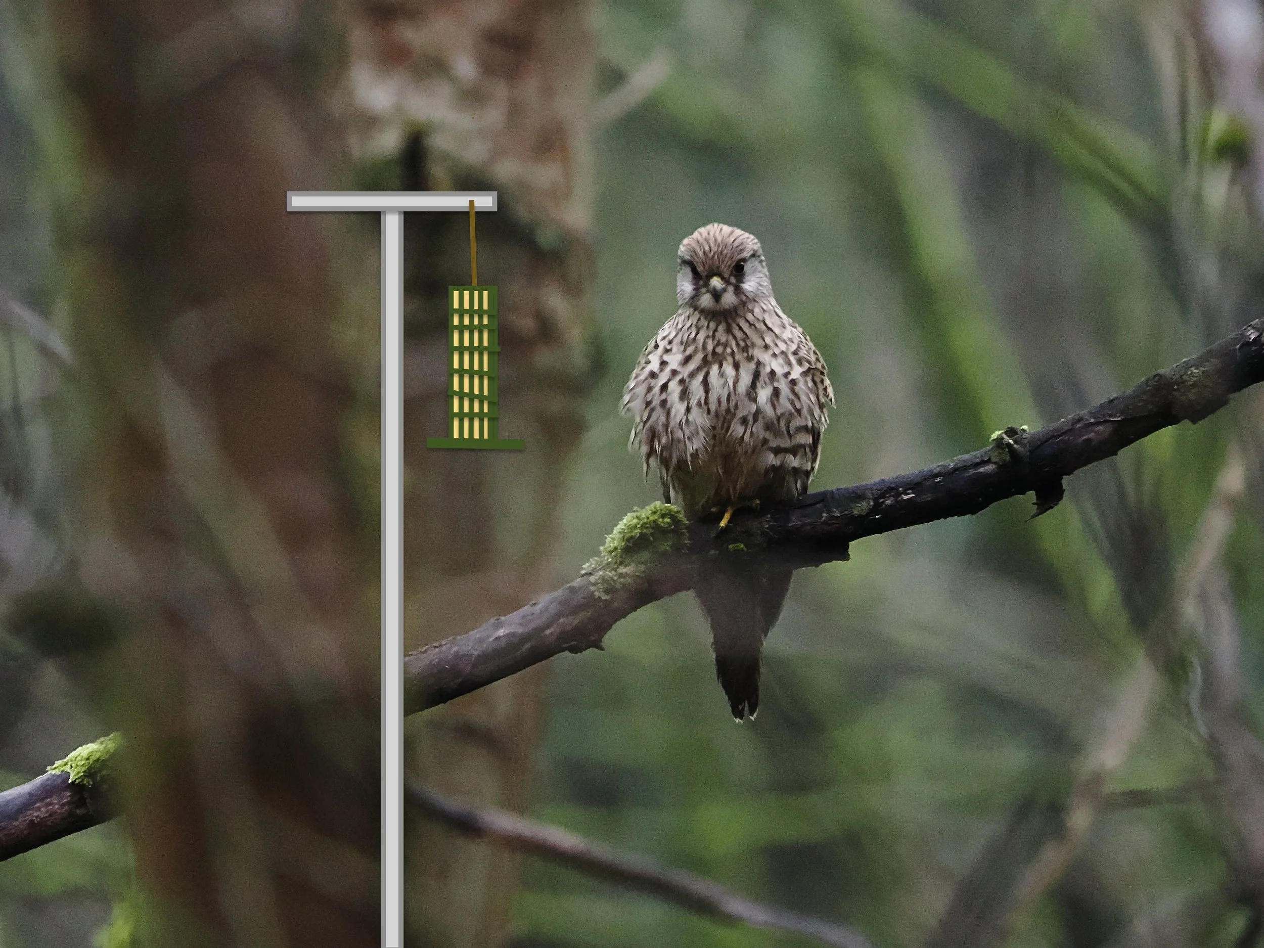 kestrel and bird feeder.jpeg