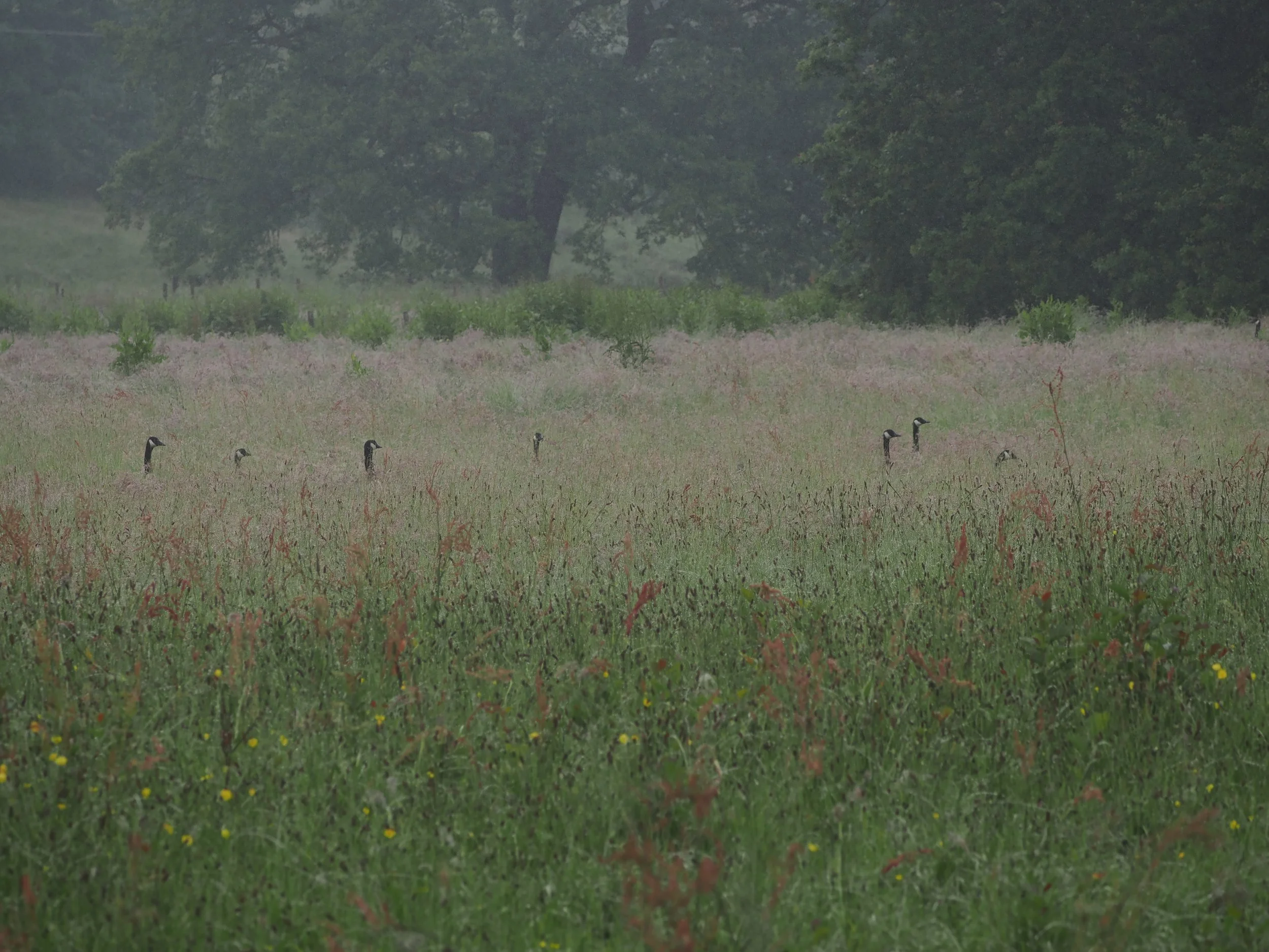 Geese heads in meadow.jpeg
