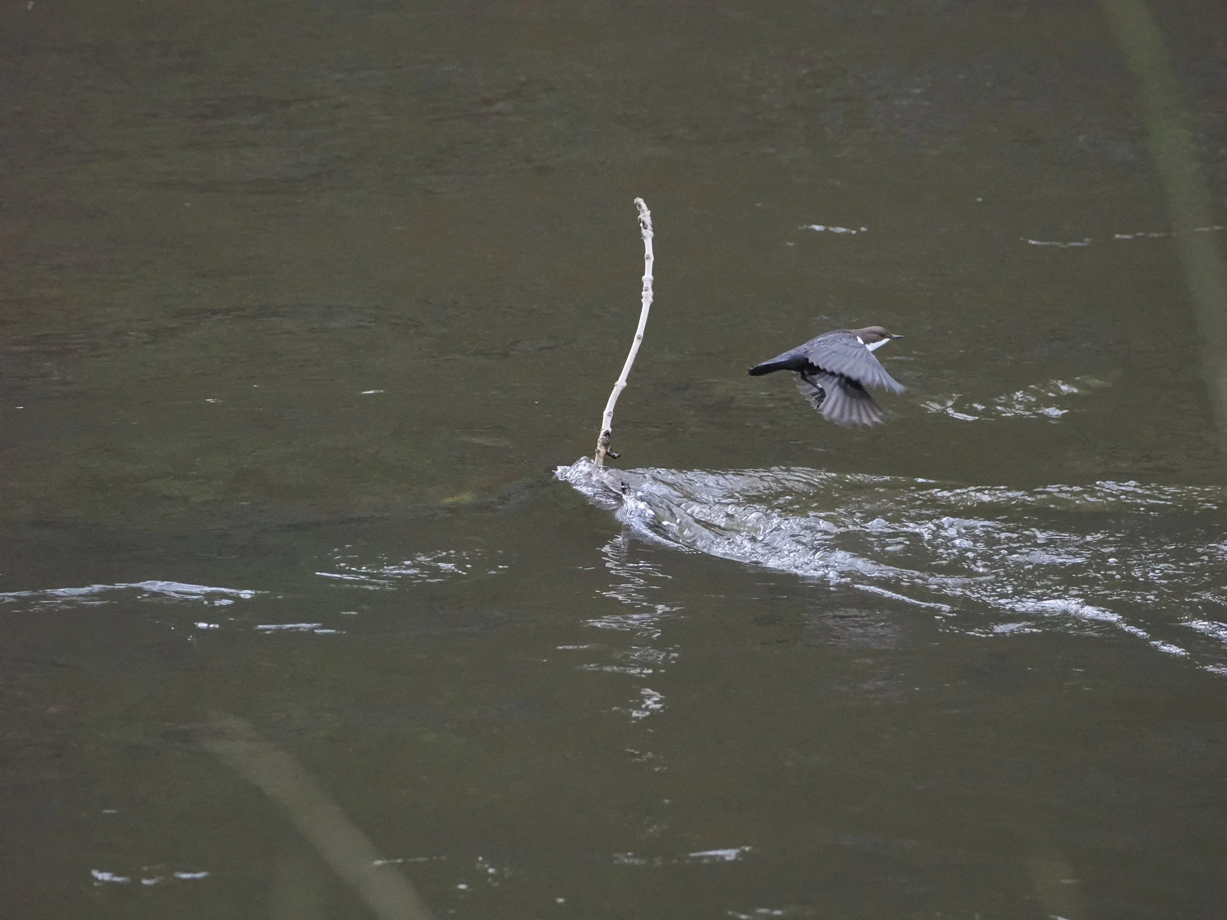 dipper flying off 2.jpeg