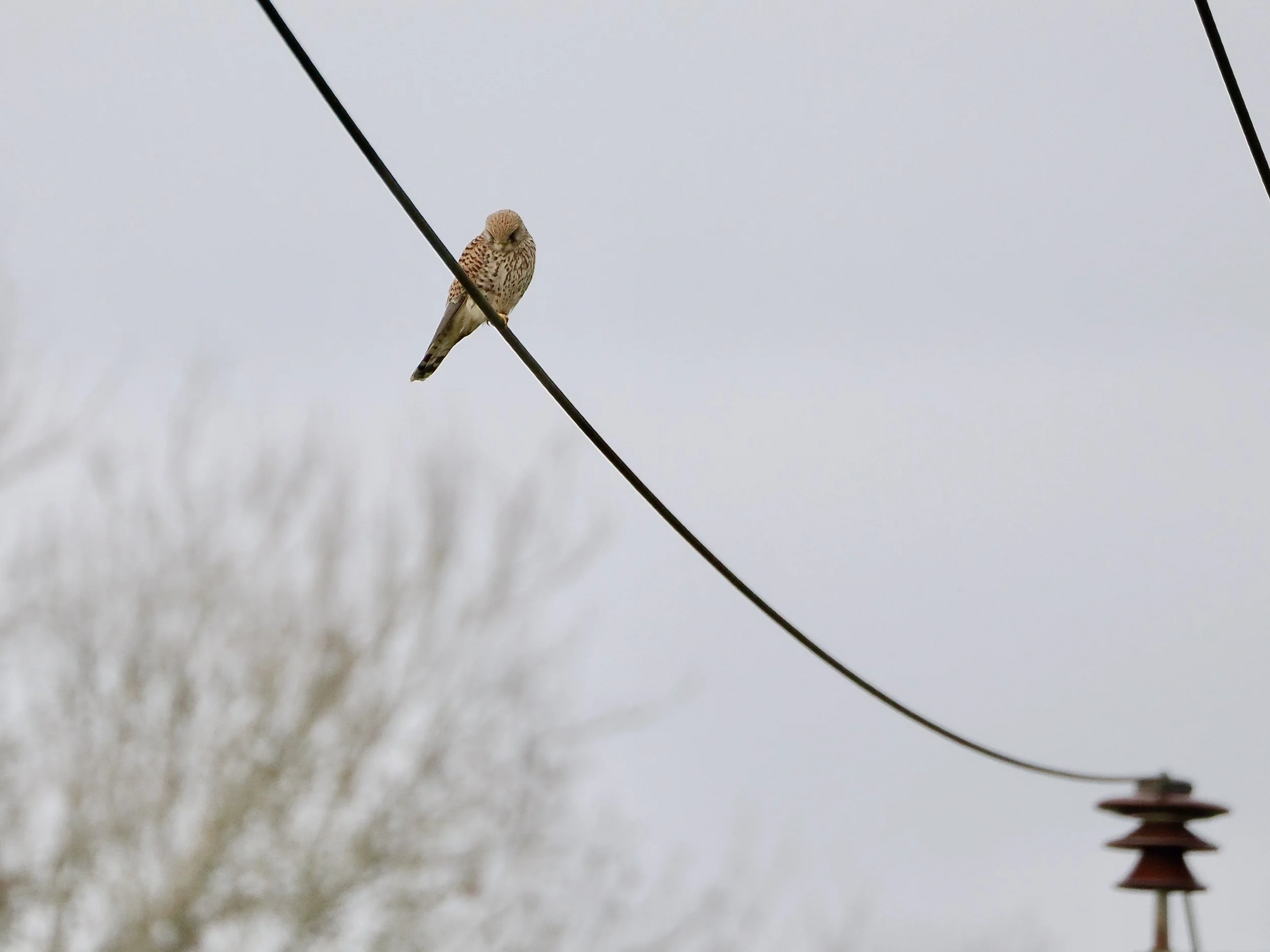 Kestrel on cables.jpeg