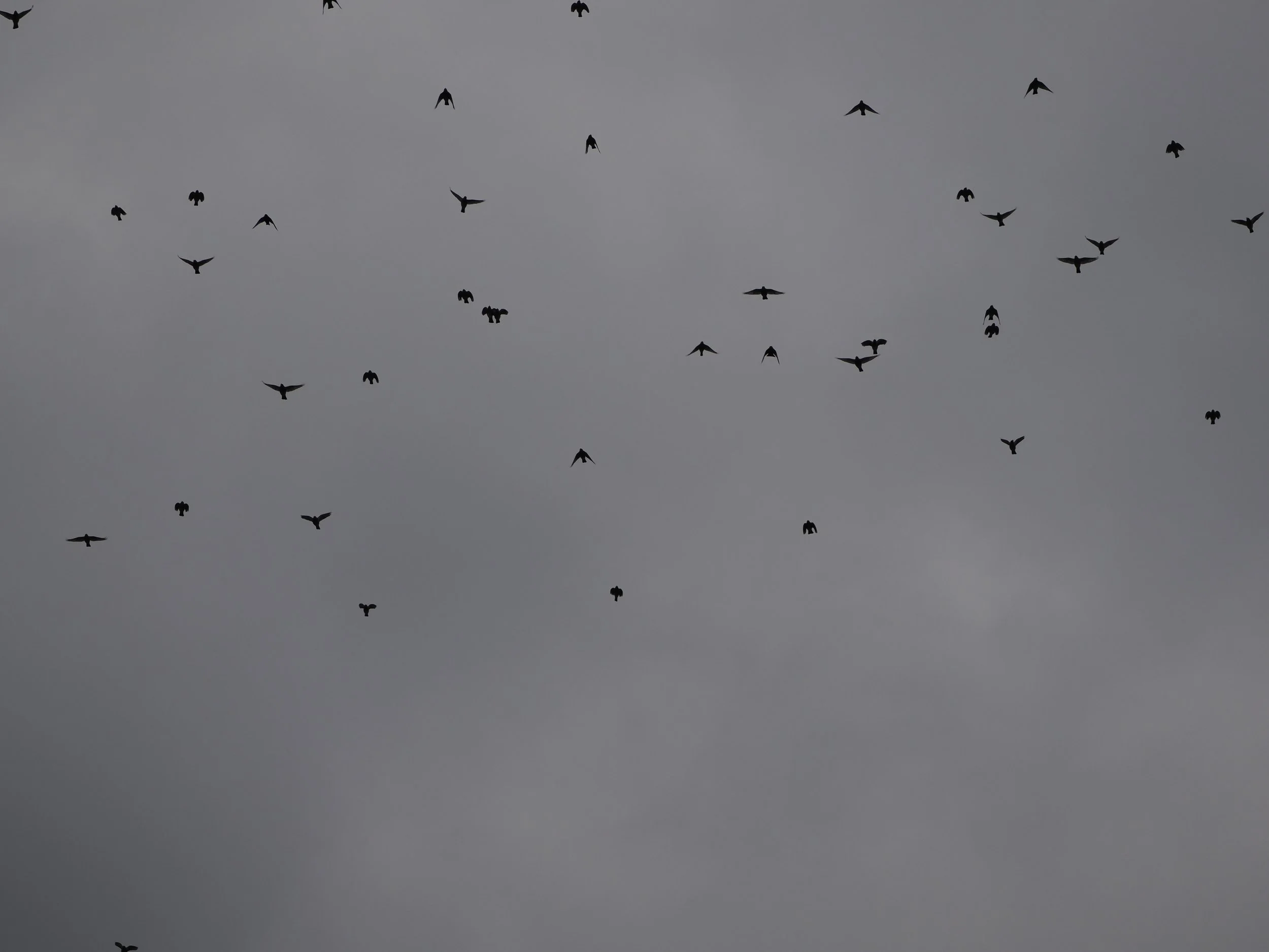 A skyful of Fieldfares