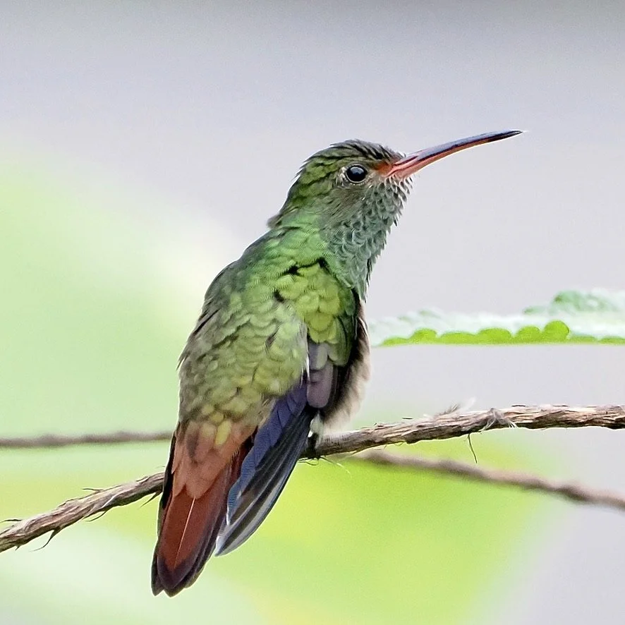 Rufous Tailed Hummingbird