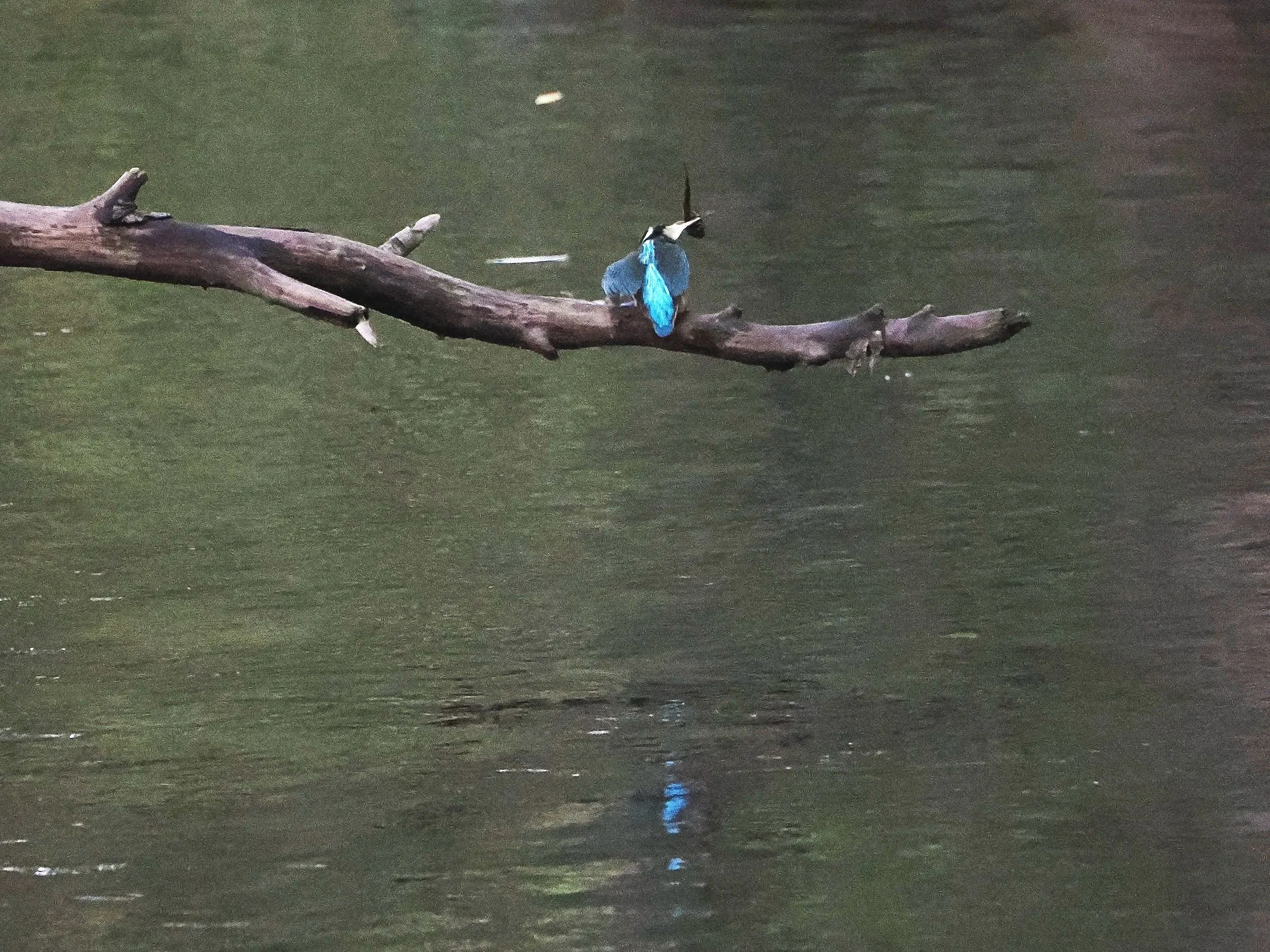 The beautiful fallen tree