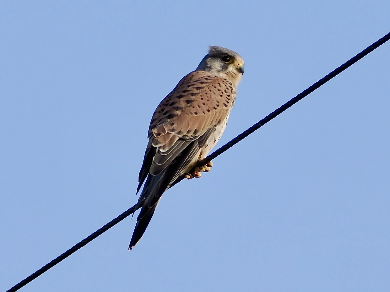 male kestrel celar on cable.jpeg