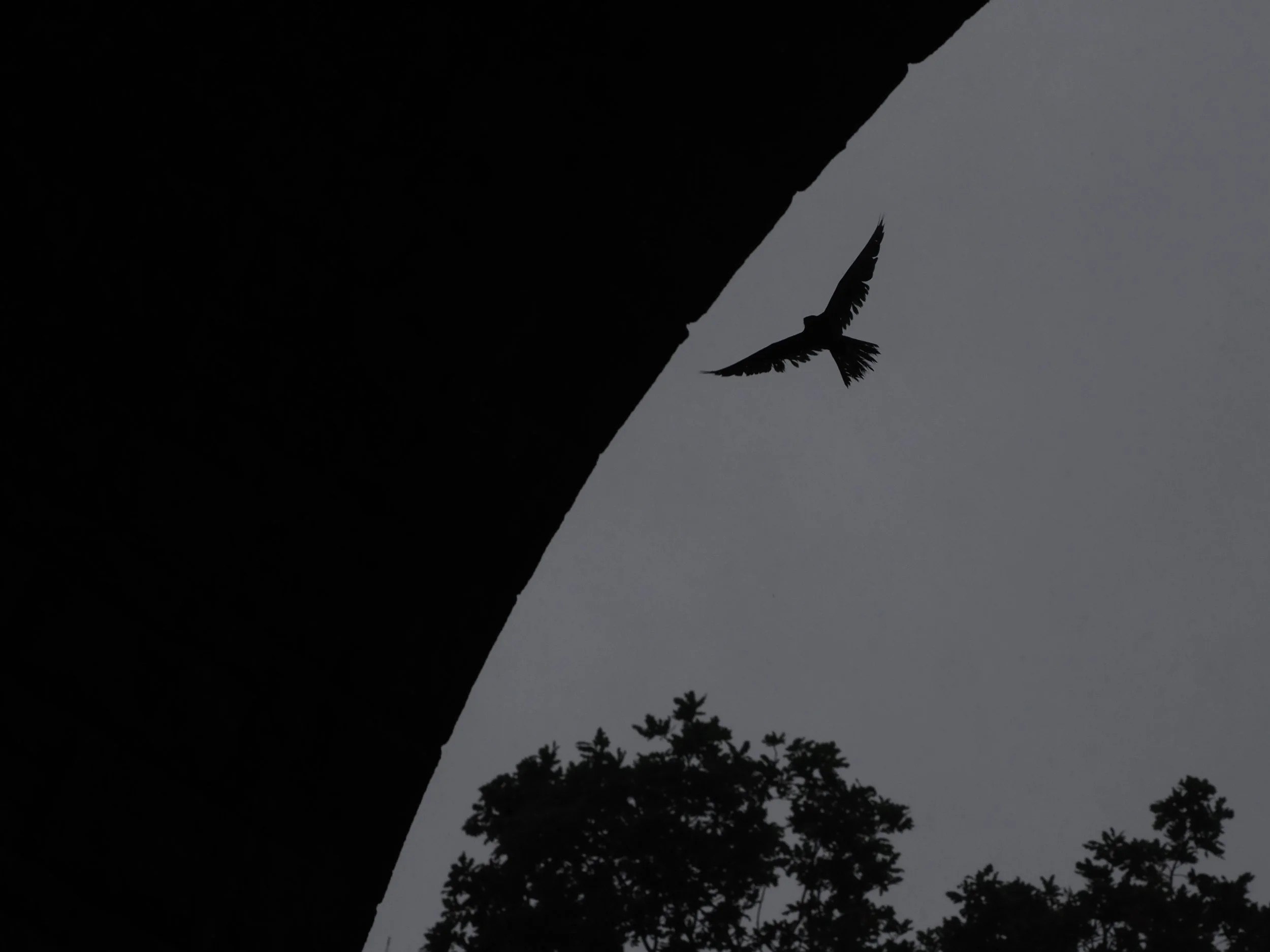 Kestrel in the rian flying under the viaduct archway