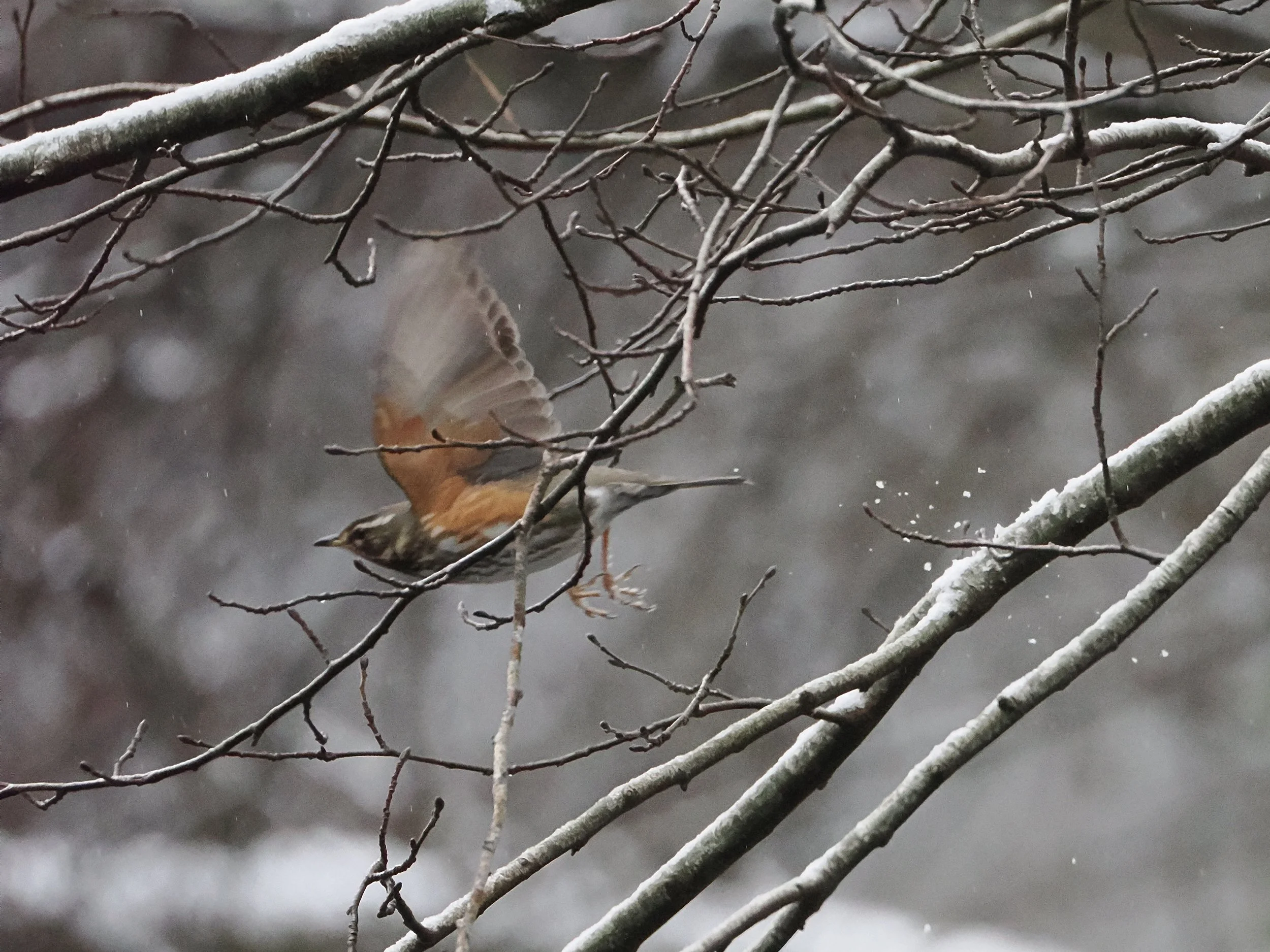 Redwing flying off.  Lots of Redwing visitors this winter
