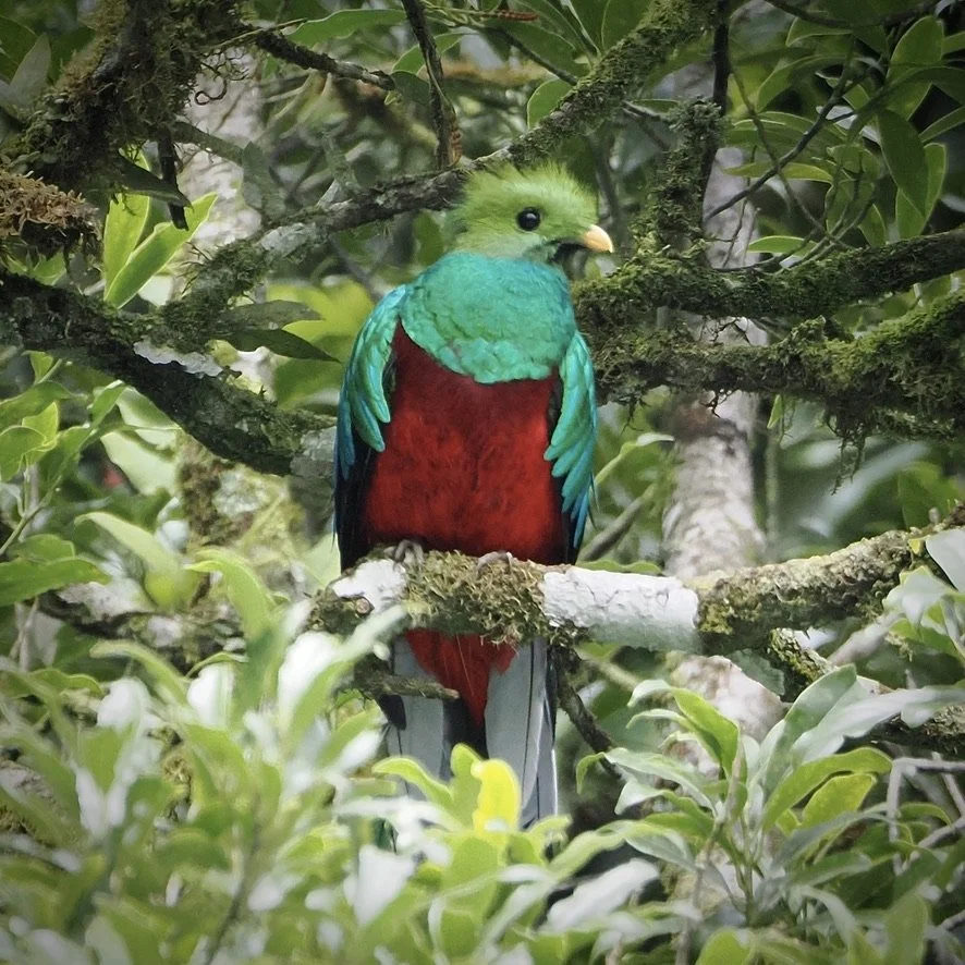 This Quetzal was in the Cloud Forest of Monteverde in August.   Very rare sighting.