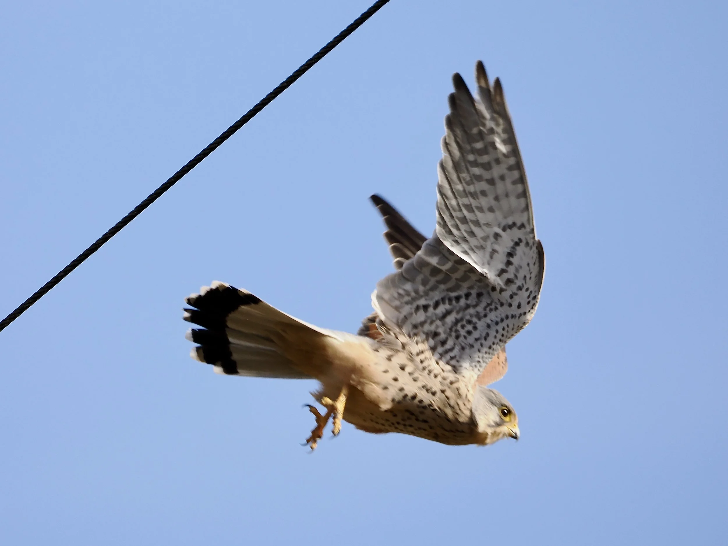 kestrel flying off.jpeg