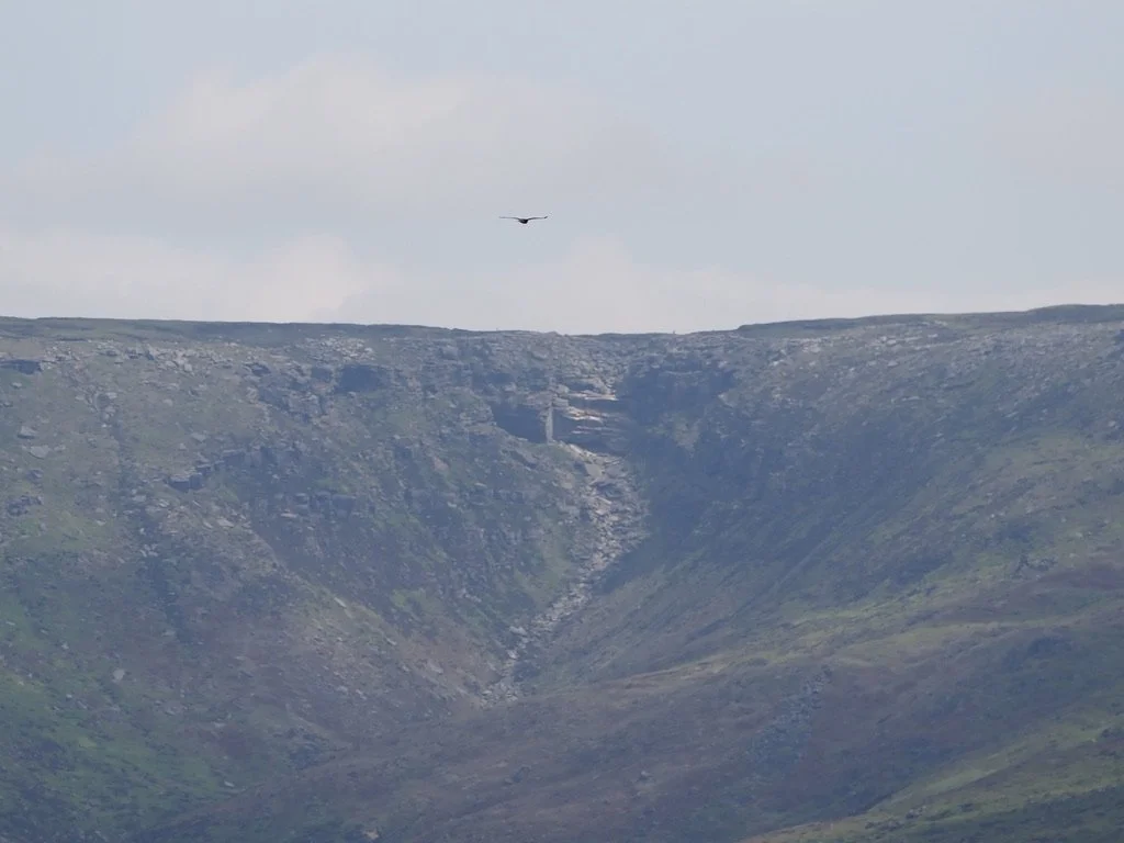 Kestrel over the Downfall