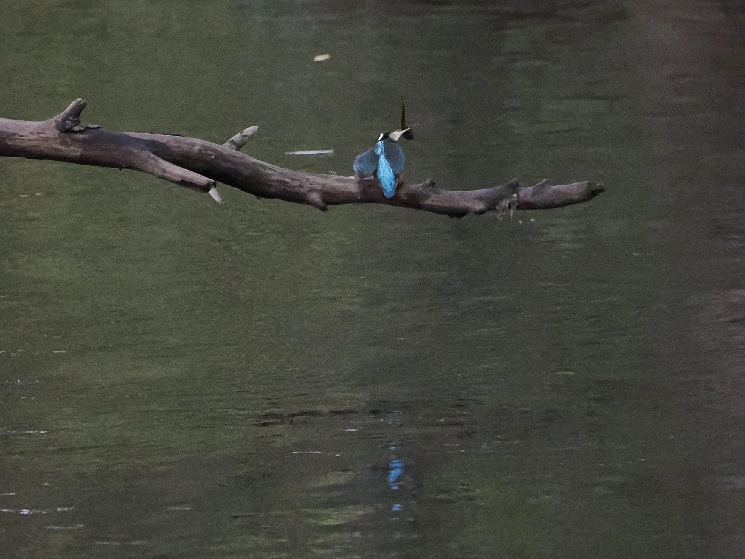 Kingfisher on beautiful fallen tree
