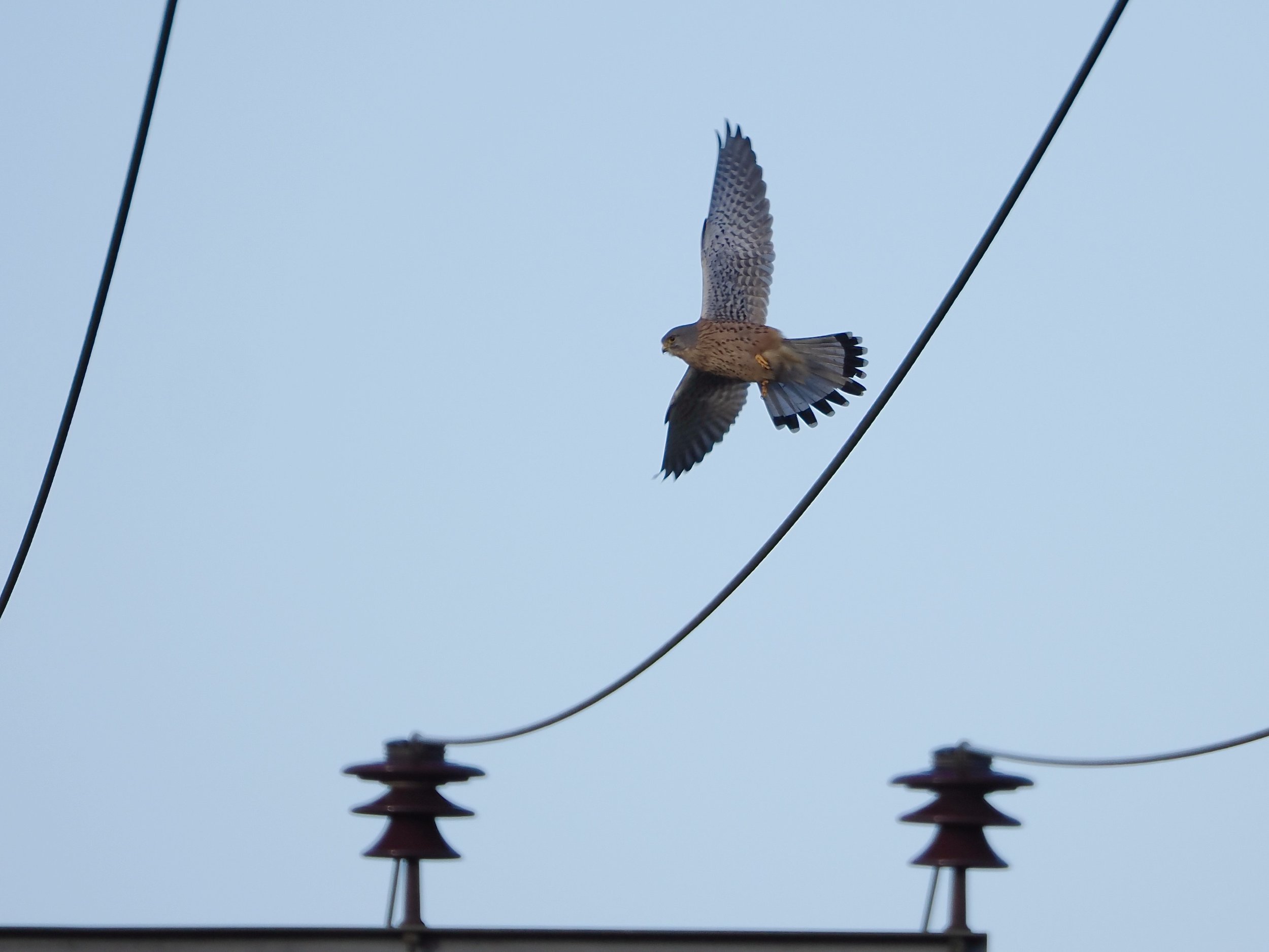 kestrel flying off wire 2.jpeg