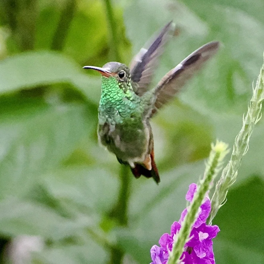 Beautiful hummingbird, they are amazing