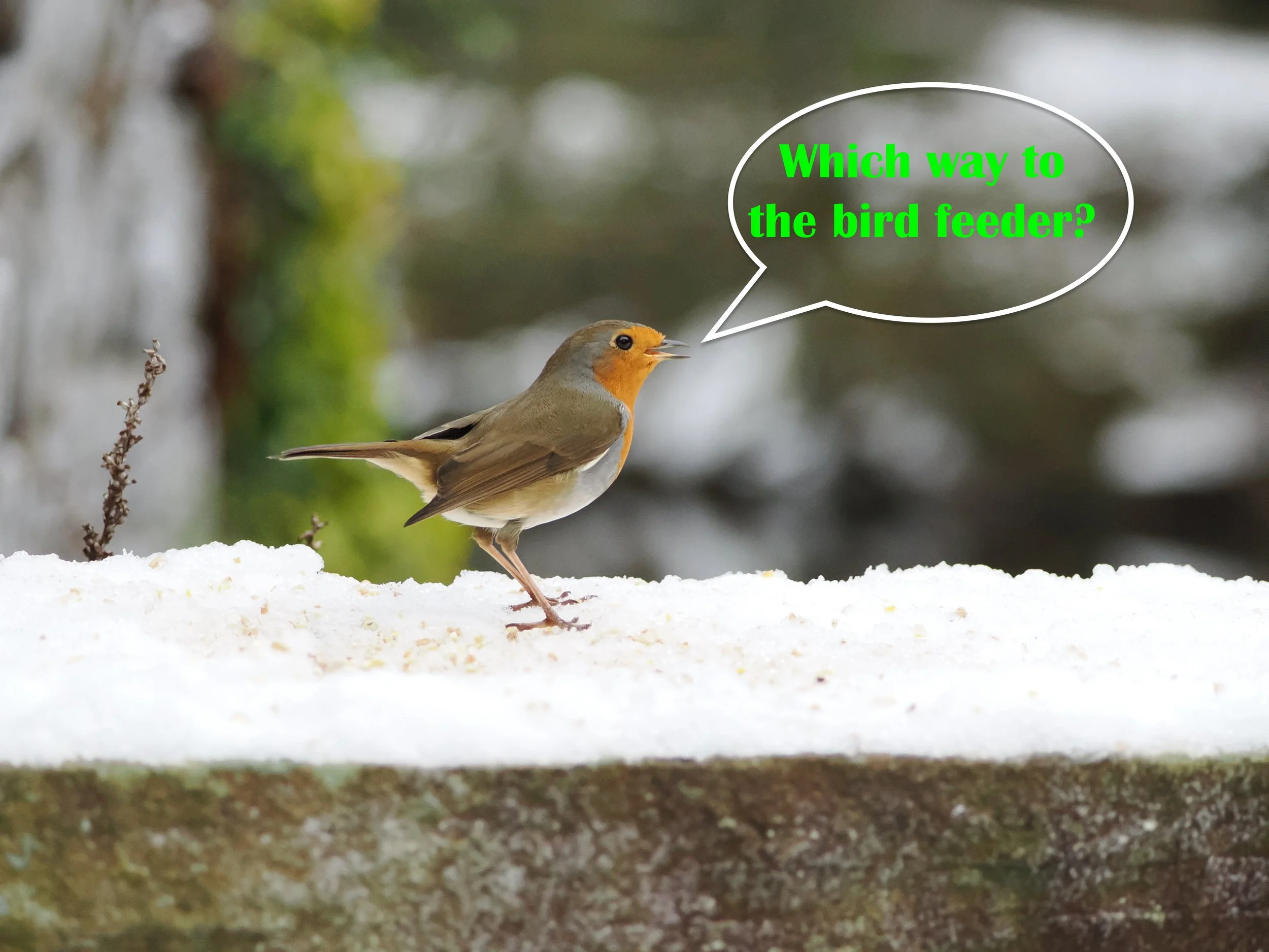 robin asking directions.jpeg