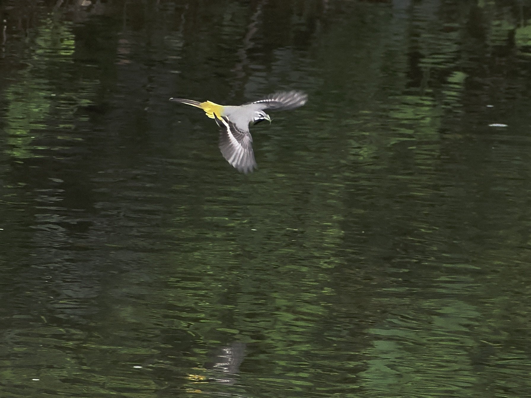 1922F68F-8053-432D-8C33-E7325FE59294_1_201_a.jpeg