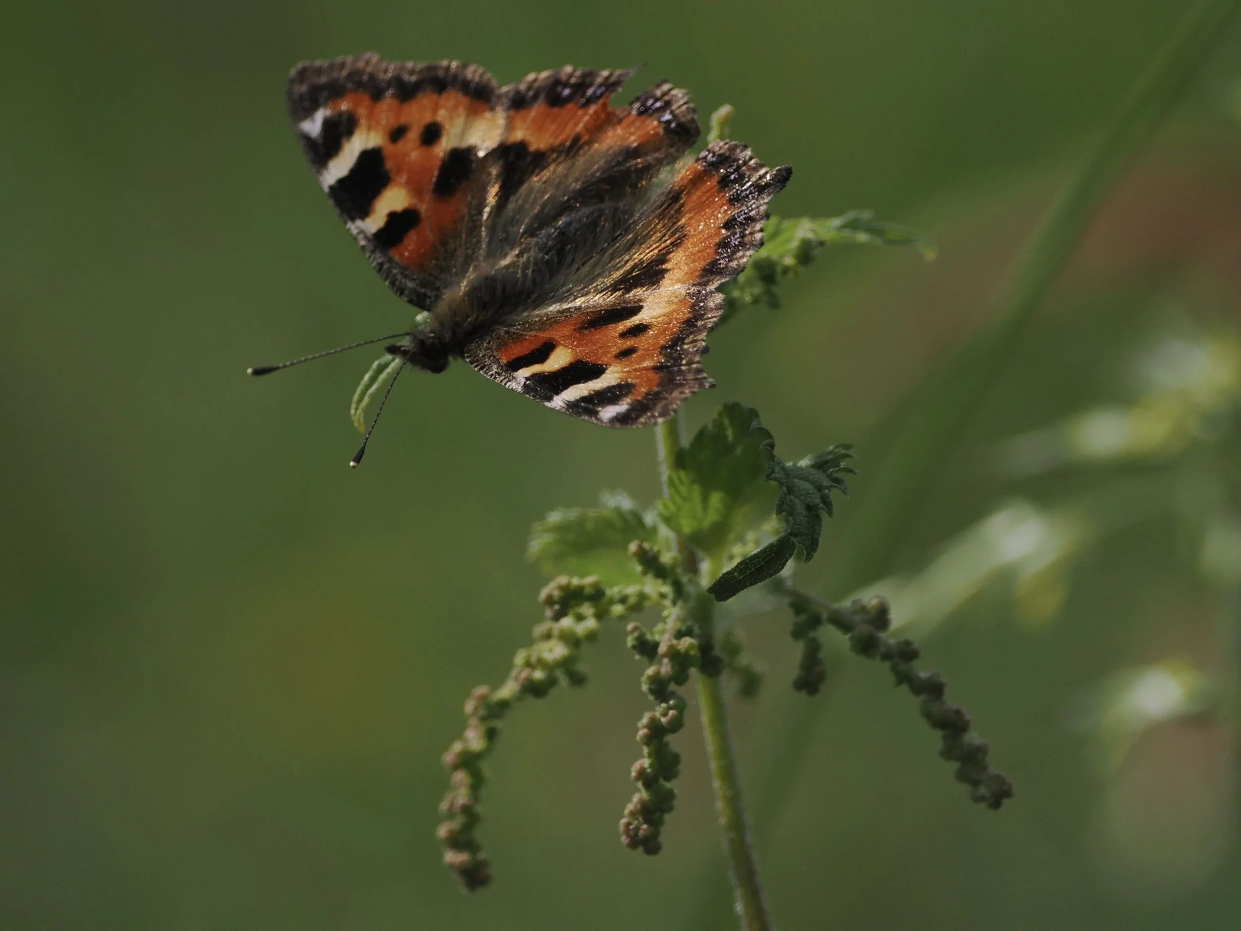tortoiseshell small.jpeg
