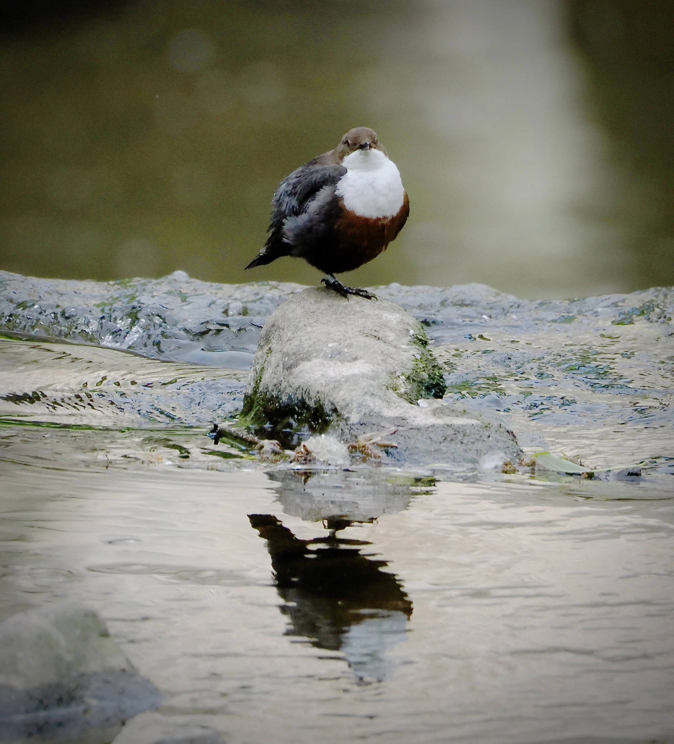 Right on the edge of the Torrs Hydro Waterfall