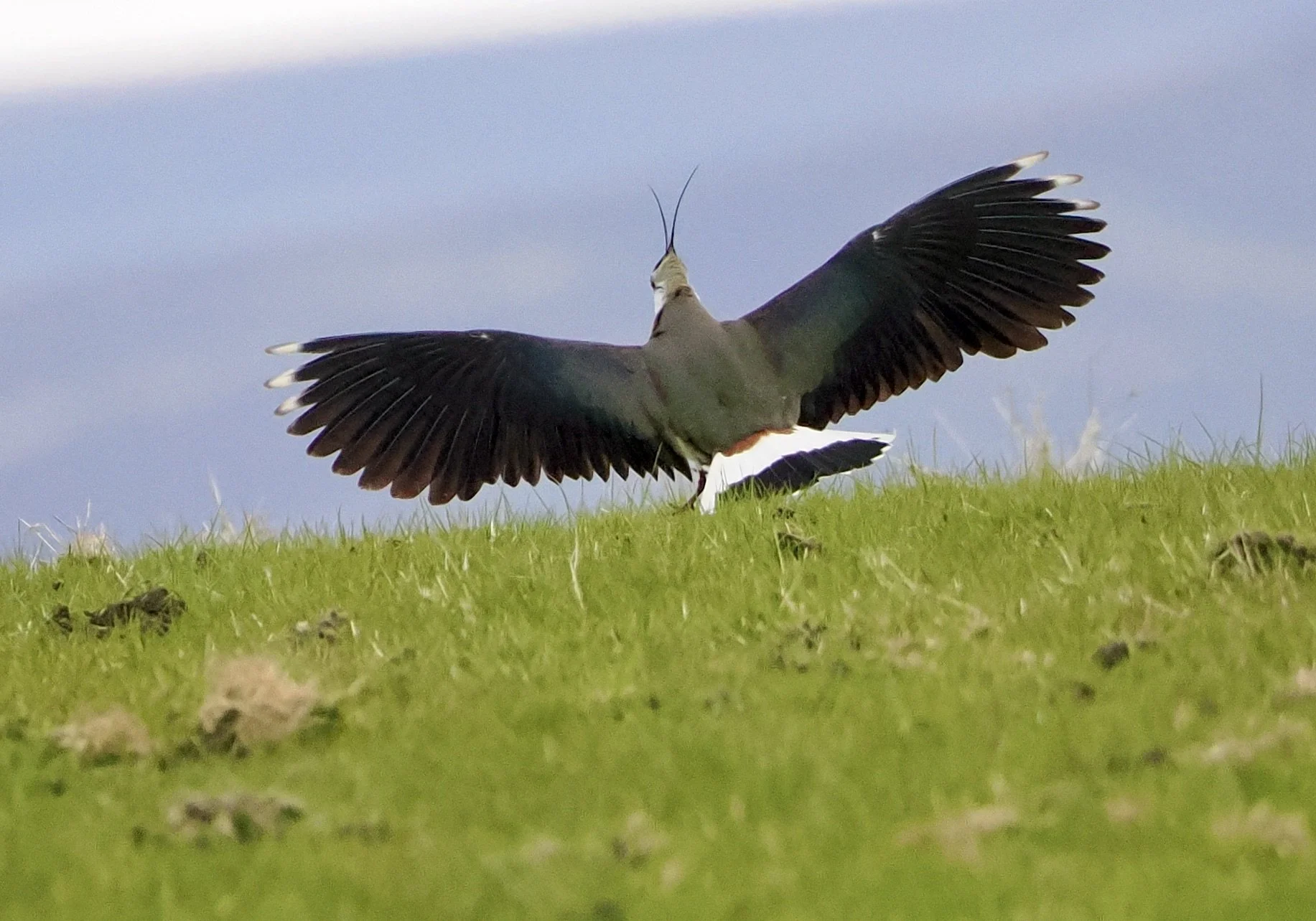 Magnificent Lapwing