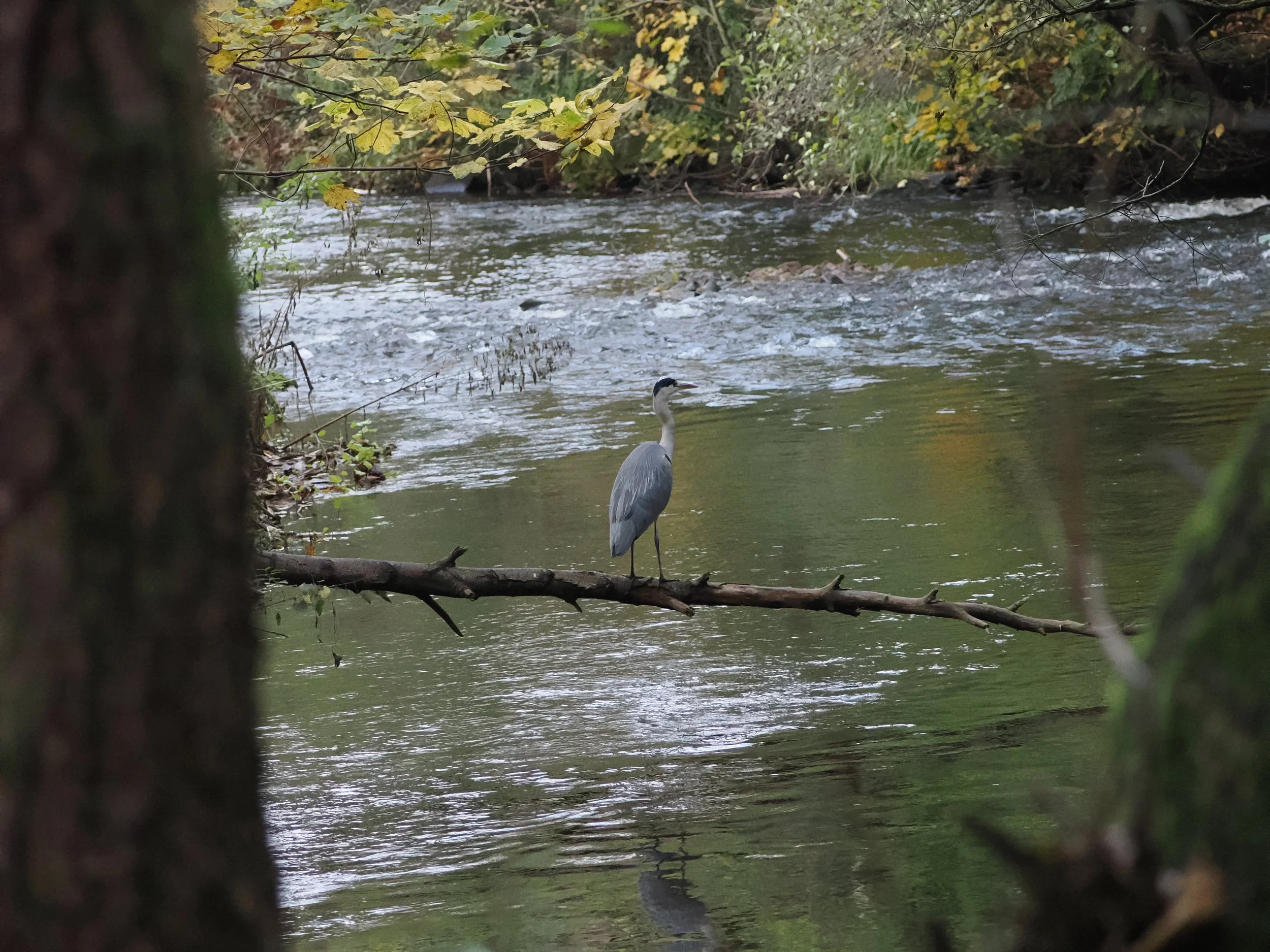 Heron on beautiful fallen tree