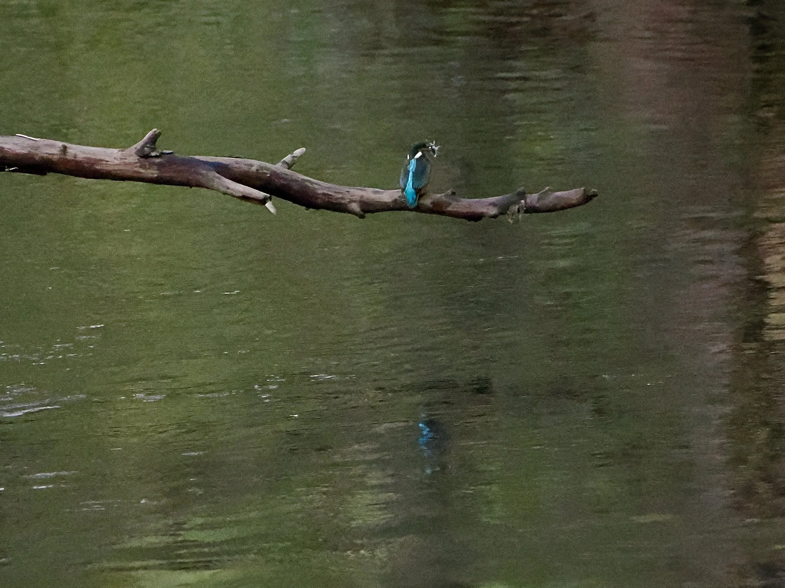Kigfisher on beautiful fallen tree with fish
