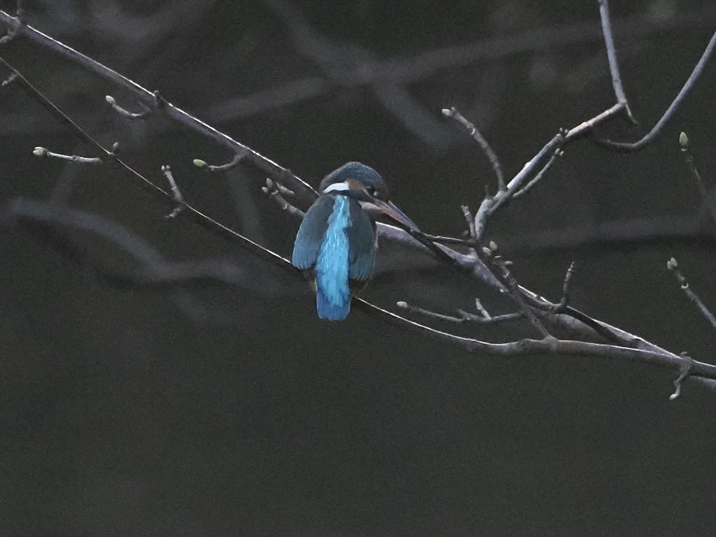 This is where she perched after the waterfall