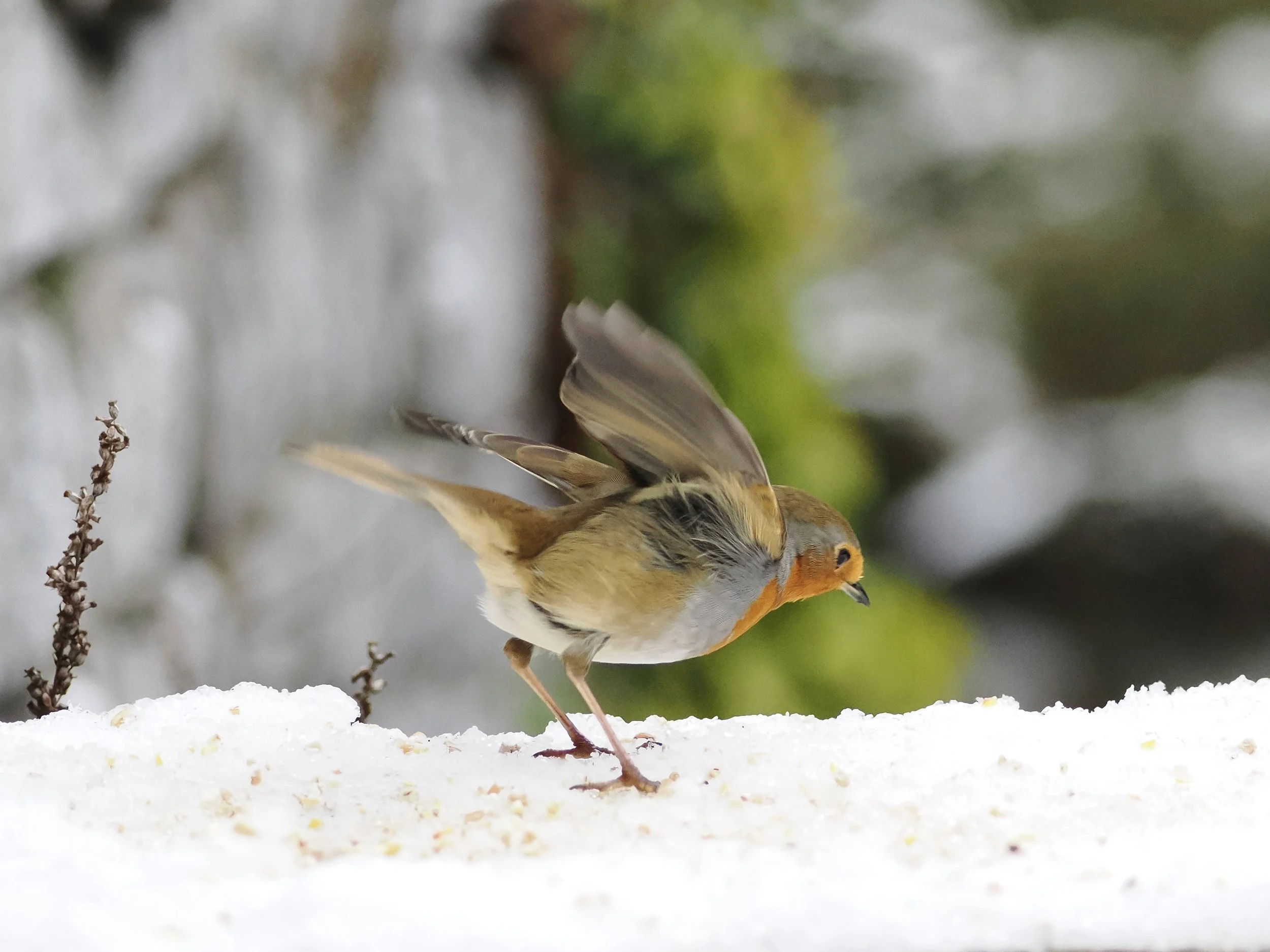 Robin fluttering about in the snow