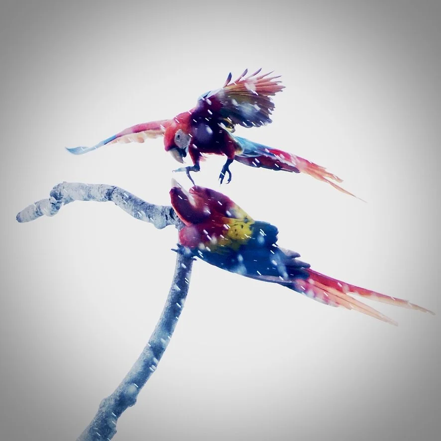 Scarlet Macaws squabbling in the rain