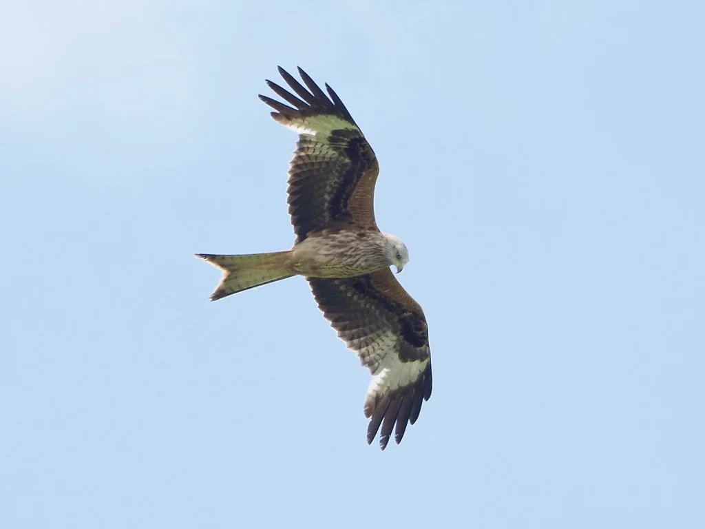 Red Kite over Chinley Churn, a rare visitor but hopefully increasing