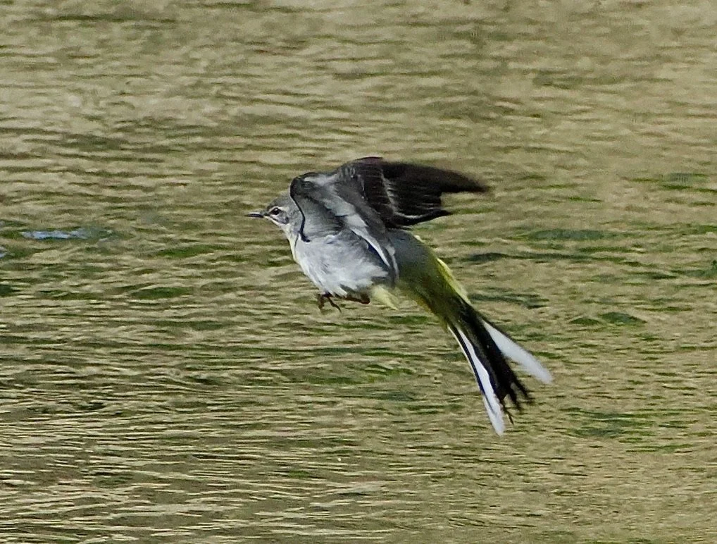 They are very flouncy things aren't they, the Grey  Wagtail in flight.