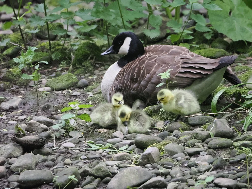 goslings 2.jpeg