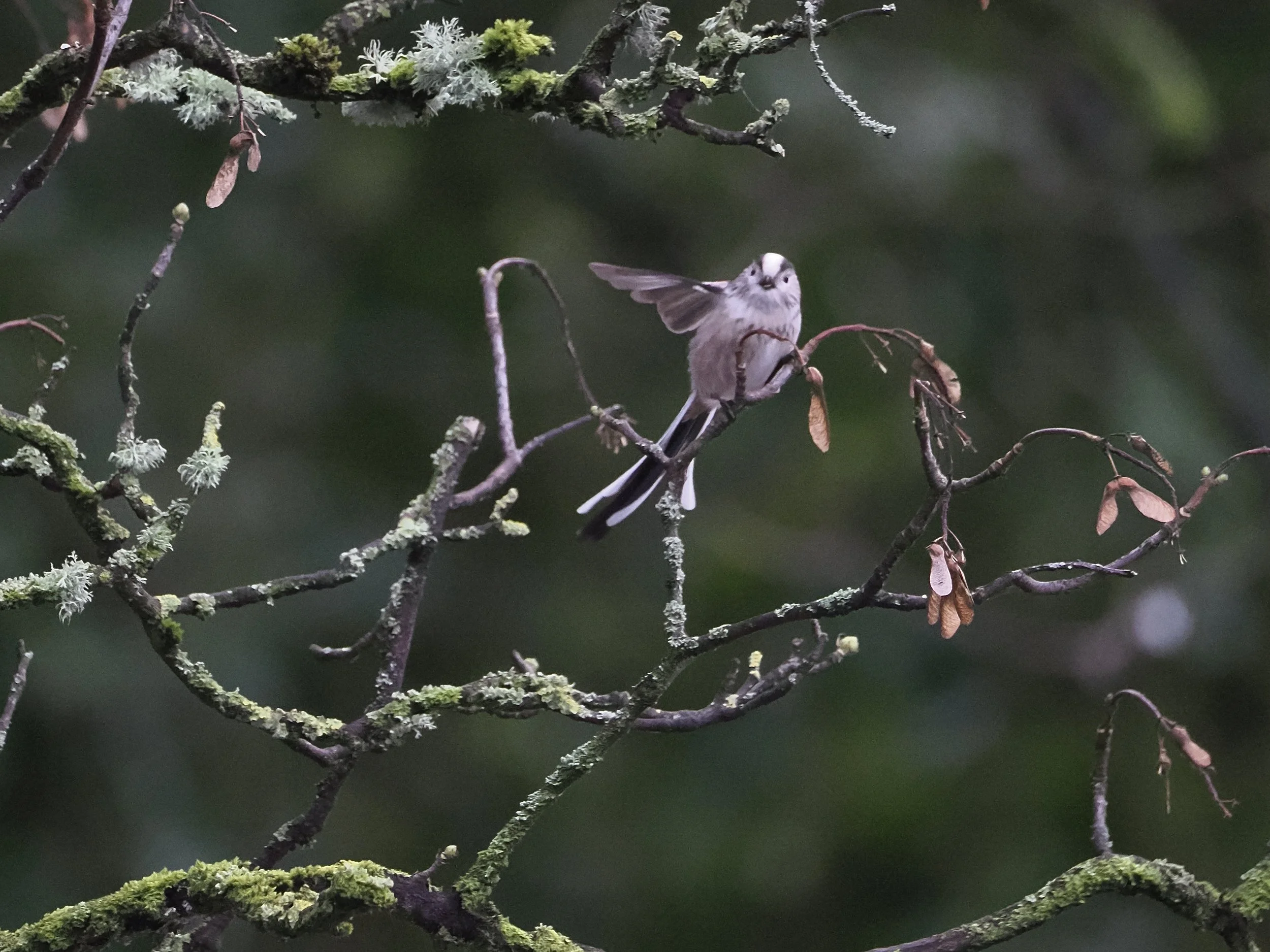 Long tailed tit giving directions