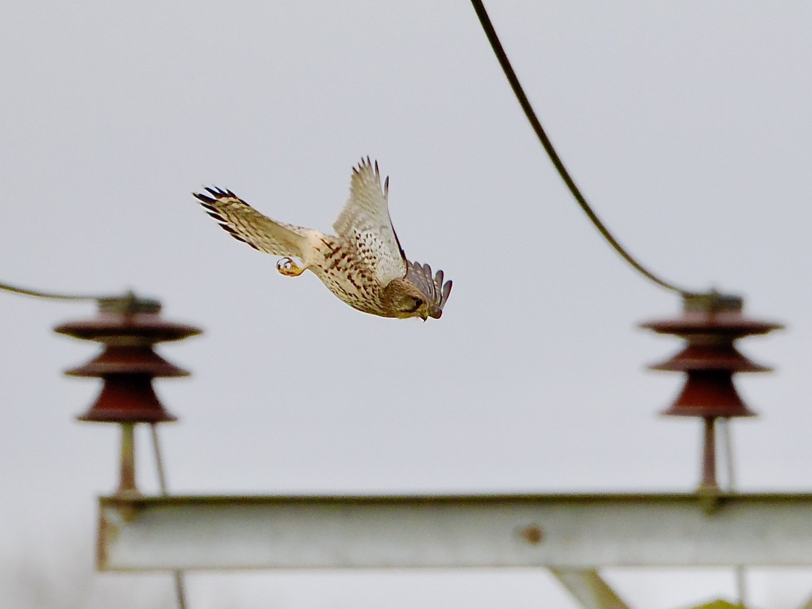 kestrel flying off cables between resistors.jpeg