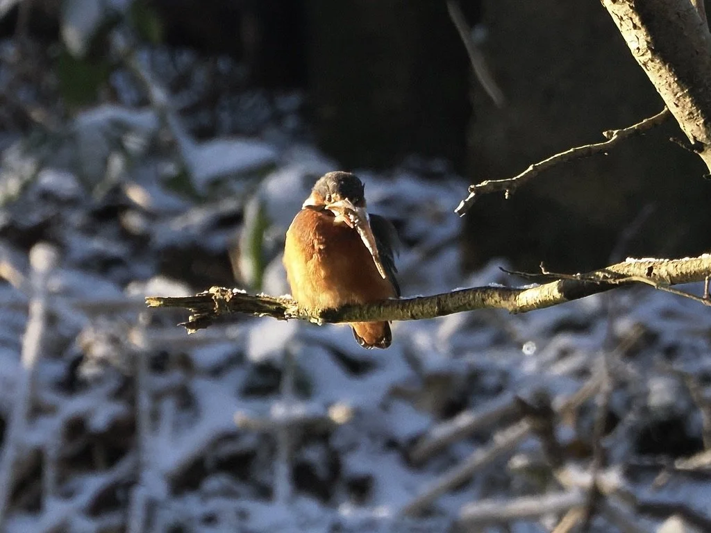 They have to eat about 15 to 20 fish a day in winter
